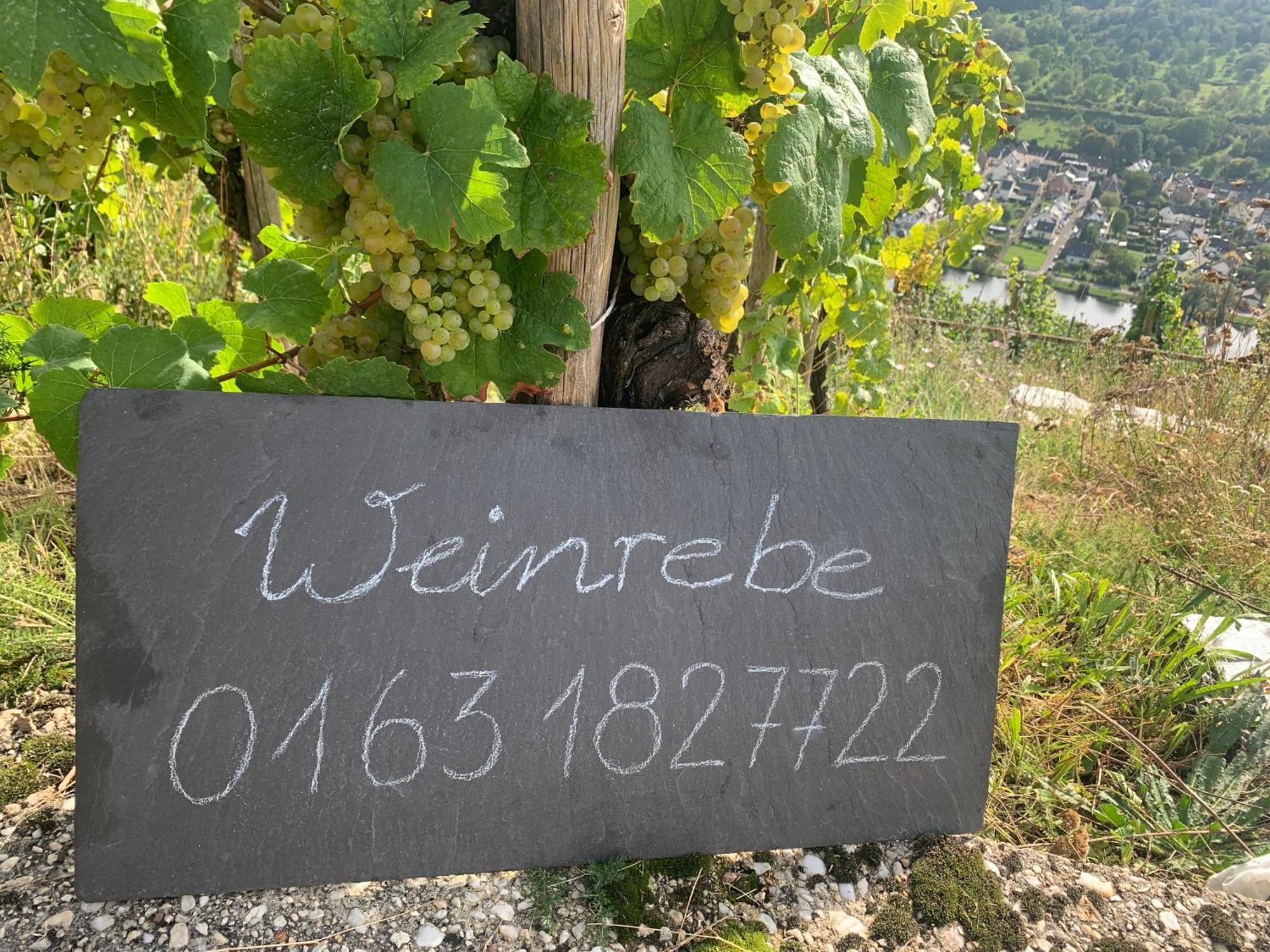 Apartamento Weinrebe Bernkastel-Kues Exterior foto